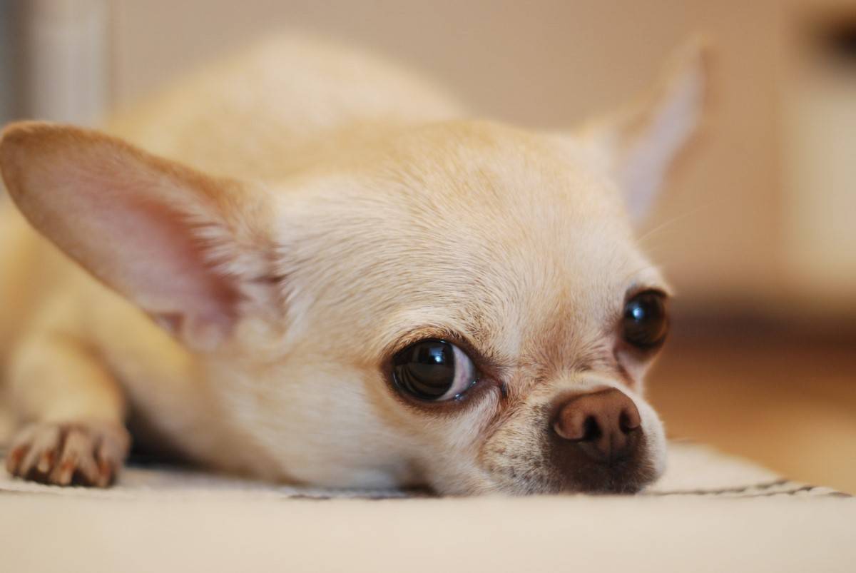 Chihuahua breed,  The Techichi breed,  History And Origins