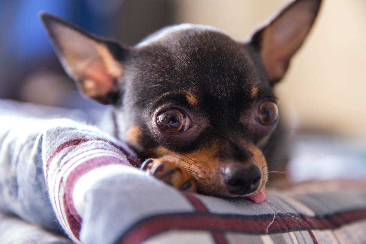 Chihuahua Dog Variations
